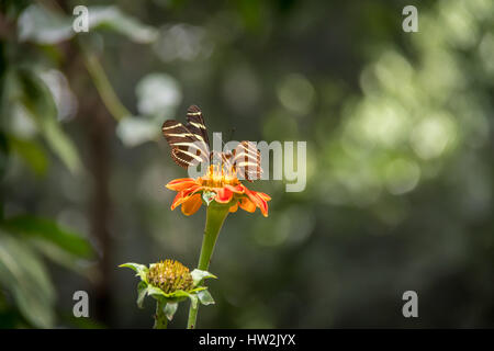 Paire de papillons zébrés (Heliconius charithonia) sur une fleur d'oranger Banque D'Images