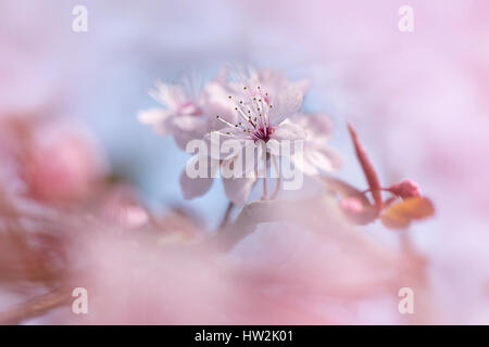 Close-up, high-key image de la délicate, rose, cerise noire à fleurs de printemps fleurs de Prunier Banque D'Images