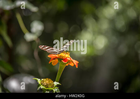 Papillon zèbre (Heliconius charithonia) sur une fleur d'oranger Banque D'Images