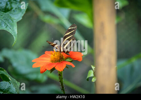 Papillon zèbre (Heliconius charithonia) sur une fleur d'oranger Banque D'Images