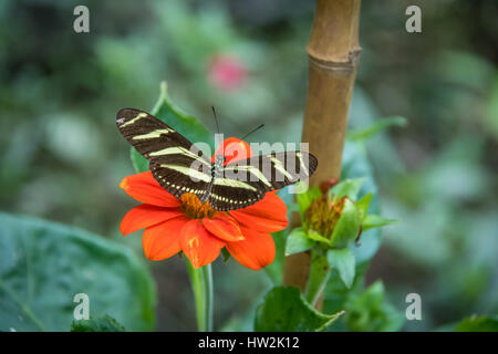 Zebra longwing papillon sur une fleur orange Banque D'Images