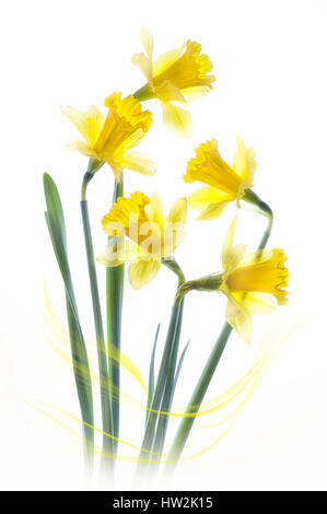 High-key image créative de la belle floraison de printemps fleurs jaune jonquille, également connu sous le nom de narcisse, sur un fond blanc. Banque D'Images