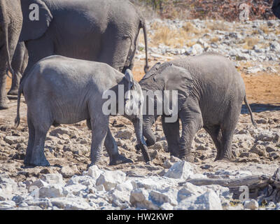 Deux très jeunes éléphants africains d'interaction et de câlins tête-à-tête, Etosha National Park, Namibie Banque D'Images