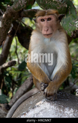 Dambulla Sri Lanka Toque Macacque Monkey Banque D'Images