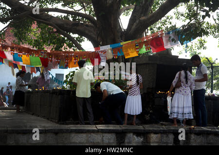 Dambulla Sri Lanka Personnes Lampes à Beurre d'éclairage de l'arbre Bo Banque D'Images