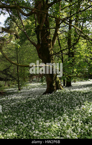 L'ail des bois en mousse blanche dans le village de Rydal Hall entre les Grasmere et Ambleside dans le Lake District Banque D'Images