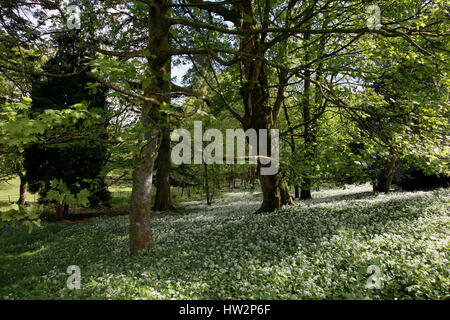 L'ail des bois en mousse blanche dans le village de Rydal Hall entre les Grasmere et Ambleside dans le Lake District Banque D'Images