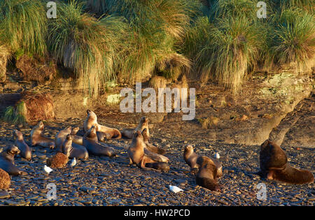 Groupe d'élevage de lions de mer (Otaria flavescens) avec des petits sur la côte de l'île sombre dans les îles Falkland. Banque D'Images