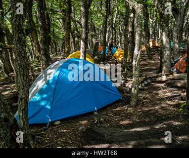 Des tentes dans la forêt, Poincenot camping camp de base, sur la bonne voie pour Mirador Laguna de los Tres, Fitz Roy, Parc National des Pa Banque D'Images