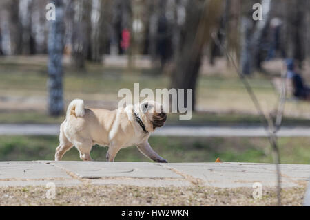 L'exécution le pug dog. Banque D'Images