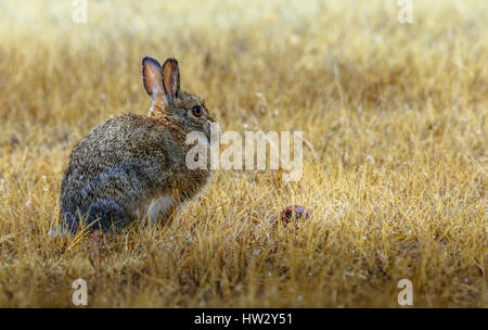 Un lapin assis à côté d'un châtaigner avec gouttes de pluie sur la fourrure. libre. la faune. champ, prairie après la pluie. Banque D'Images