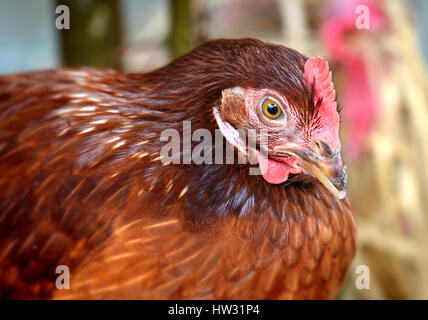 Jeune poule poulet hybride en ferme d'élevage à l'intérieur d'éclairage photo faible et difficile processus de contras. Banque D'Images