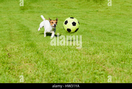 Chasse chien ballon de football jouer au football sur la pelouse de l'herbe verte Banque D'Images