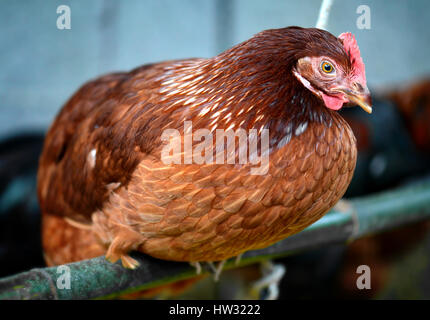 Jeune poule poulet hybride en ferme d'élevage à l'intérieur d'éclairage photo faible et difficile processus de contras. Banque D'Images