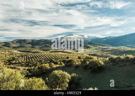 Vue panoramique sur les oliviers et la Sierra Nevada, Espagne Banque D'Images