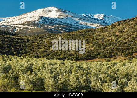 Plantation d'oliviers et des sommets enneigés de la Sierra Nevada, Espagne Banque D'Images