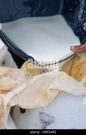 Verser le lait de vache frais à partir d'un seau dans un grand récipient dans la zone rurale de hongrois en Transylvanie, Roumanie. Banque D'Images