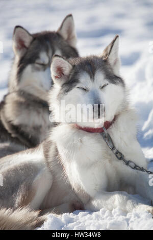 Repos en plein air avant de huskies traîneau Banque D'Images