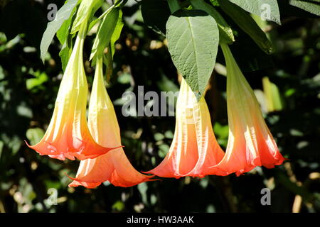 Angel Trompettes, Brugmansia, Datura fleur dans le jardin de Chiang Mai, Thaïlande Banque D'Images