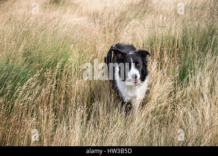 Beau noir et blanc Colley chien debout au milieu de la lande de graminées. Banque D'Images