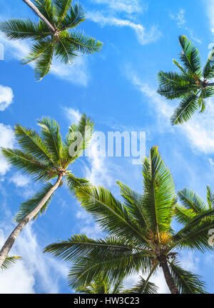 Des cocotiers sur bright blue cloudy sky, tropical verticale de fond photo Banque D'Images