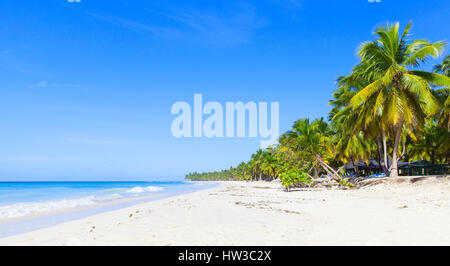 Cocotiers poussent sur une plage de sable blanc. Mer des Caraïbes, la République dominicaine, l'île de Saona littoral, station touristique populaire, photo panoramique naturel Banque D'Images