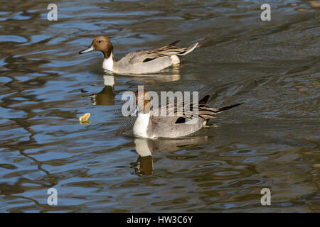 Le canard pilet et le canard pilet (Anas acuta). Canard à large distribution géographique qui se reproduit dans les régions du nord de l'Europe, l'Asie et de l'Amer Banque D'Images