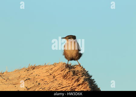 [Troglodyte mignon Troglodytes troglodytes], Zaunkoenig, Islande Banque D'Images