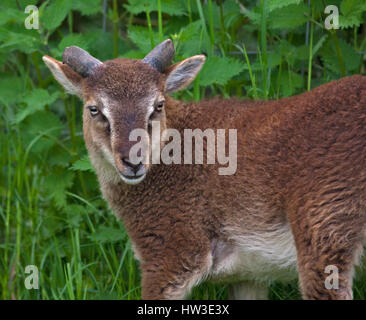 Castlemilk Moorit ovins de race rare Banque D'Images