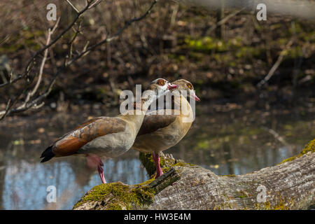 Oie égyptienne (Alopochen aegyptiacus). Il est originaire d'Afrique au sud du Sahara et de la vallée du Nil. Riehen, canton de Bâle-ville, Suisse. Banque D'Images