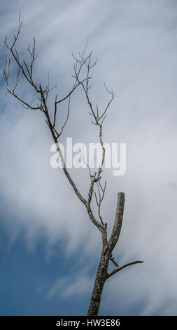 L'ancien et complètement sec arbre qui pousse contre le ciel bleu Banque D'Images