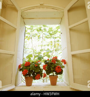 Les plantes en pot sur un rebord de fenêtre. Banque D'Images