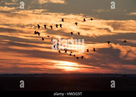 La grue d'hivernage des oiseaux en vol au-dessus des Prairies Paynes State Park, Floride Banque D'Images