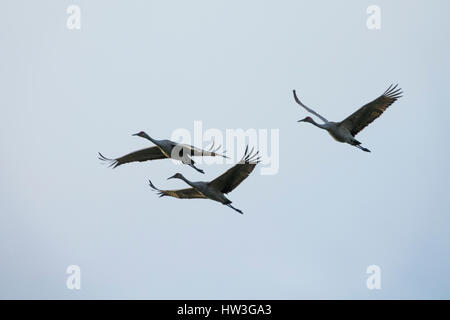 Troupeau de la grue d'hivernage d'oiseaux volant au-dessus des Prairies Paynes, FL Banque D'Images