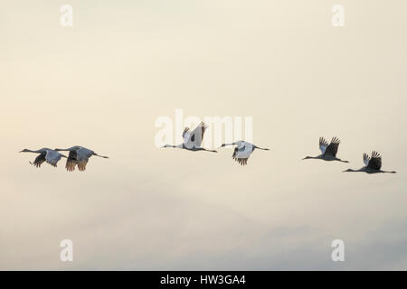 Troupeau de la grue d'hivernage d'oiseaux volant au-dessus des Prairies Paynes, FL Banque D'Images