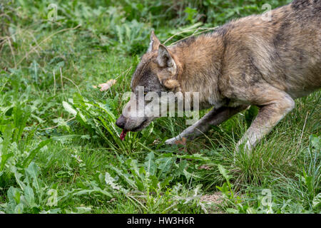 Loup en forêt Banque D'Images