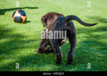 Chiot brun sur le point de bondir sur ballon de soccer tout en jouant dans l'herbe verte. Banque D'Images