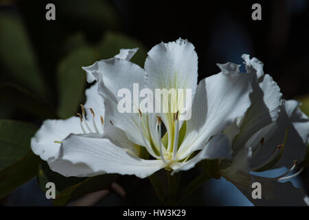 Fleurs blanches de Bauhinia variegata 'Candida' . Brasilia, DF, Brésil. Banque D'Images