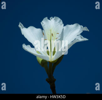 La fleur blanche de Bauhinia variegata 'Candida' en bleu ciel. Brasilia, DF, Brésil. Banque D'Images