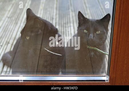 2 chats noirs à la porte en verre, portant des chats colliers, l'attente, l'impatience pas content grognon, black cat concept family pet, home, l'impatience Banque D'Images