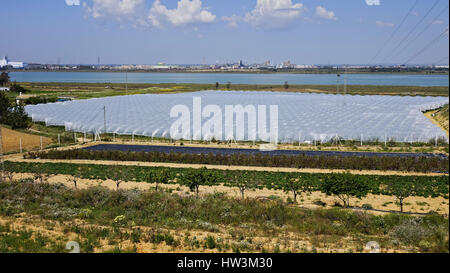 La plantation de fraises dans la région de Palos de la Frontera, Cadiz, Espagne Banque D'Images