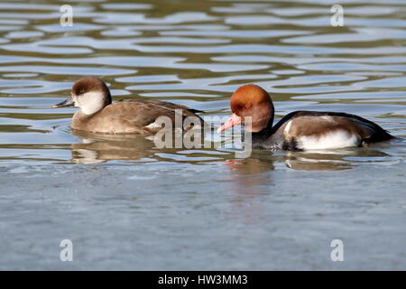 Bain à la pochard à la crème rouge Banque D'Images