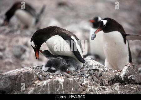 Neko Harbour, péninsule Antarctique, l'Antarctique. 21 Jan, 2017. Une Gentoo pingouin conserve ses deux poussins au chaud assis sur le dessus d'eux dans leur nid qui est principalement constituée de pierres, à Neko Harbour. Une gentoo penguin dans l'arrière-plan est de marcher avec un rock volés dans un nid. Il nécessite moins d'énergie pour voler un rocher qu'il ne le fait d'aller et de trouver un. Les roches sont utilisées pour élever les oeufs à la surface pour les éloigner de la neige fondante qui pourrait la piscine. Credit : Ann Inger Johansson/zReportage.com/ZUMA Wire/Alamy Live News Banque D'Images