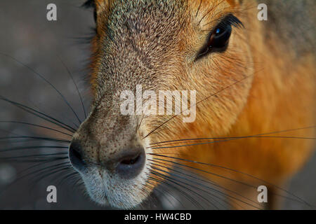 Close up de nez de capybara Banque D'Images