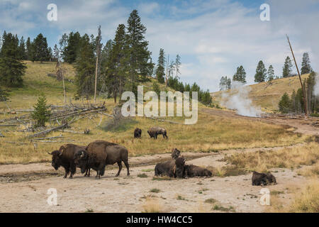 Les bisons du champ près de geyser, le Parc National de Yellowstone, Wyoming, United States Banque D'Images