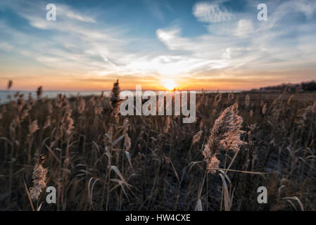 L'herbe haute sur la plage au coucher du soleil Banque D'Images