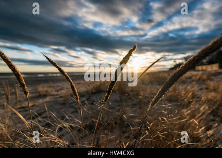 L'herbe haute sur la plage au coucher du soleil Banque D'Images