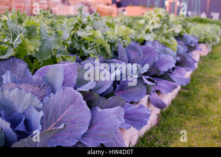 Les légumes à feuilles vertes et violettes dans le jardin Banque D'Images