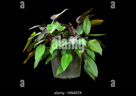 Homalomena rubescens en pot sur fond noir Banque D'Images