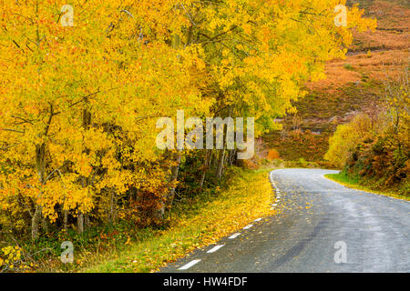 Nature Paysage, couleurs d'automne. Las Machorras, Burgos. Castille et Leon Espagne, Europe Banque D'Images